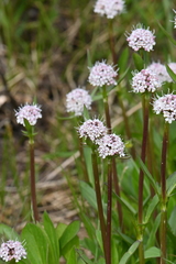 Valeriana acutiloba