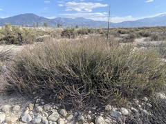 Eriogonum fasciculatum foliolosum