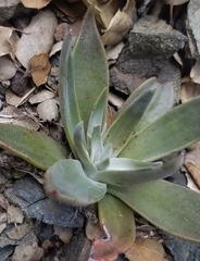 Dudleya cymosa