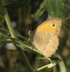 Hyponephele lupinus