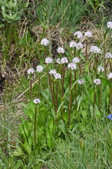 Valeriana acutiloba