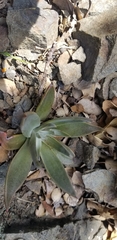 Dudleya cymosa