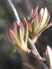 Eriogonum fasciculatum foliolosum
