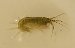Ampithoidae