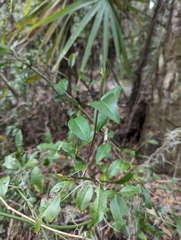 Ximenia americana