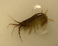 Ampithoidae