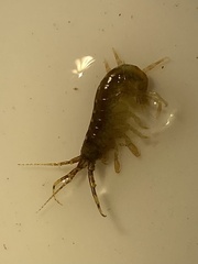 Ampithoidae