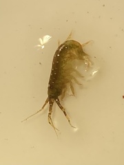 Ampithoidae