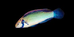 Cirrhilabrus aquamarinus