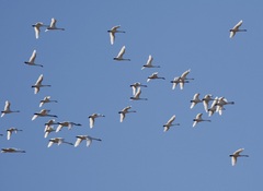 Cygnus columbianus