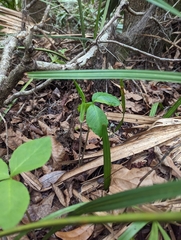 Arisaema acuminatum