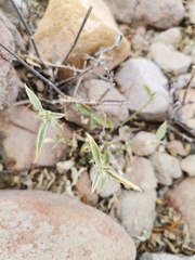Ditaxis serrata