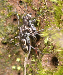 Neocicindela tuberculata