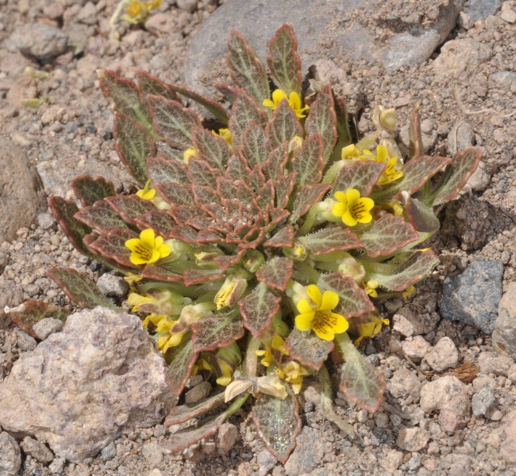 Viola domeikoana
