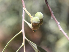 Alectryon oleifolius