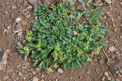 Sibbaldia procumbens