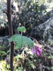 Ribes sanguineum