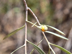 Alectryon oleifolius