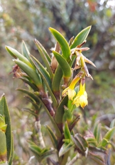 Epidendrum zipaquiranum
