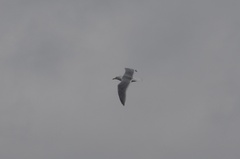 Larus brachyrhynchus