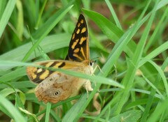 Heteronympha paradelpha