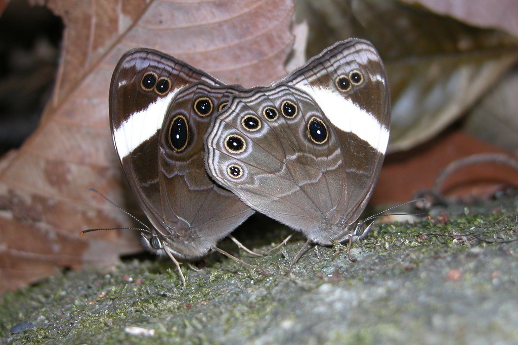 Straight-banded Treebrown