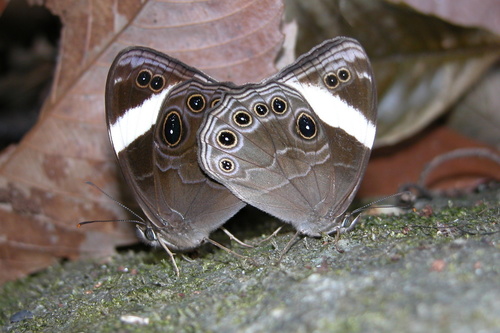Straight-banded Treebrown