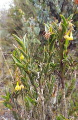 Epidendrum zipaquiranum