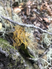 Teloschistes flavicans
