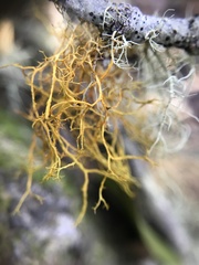 Teloschistes flavicans