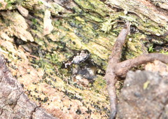 Scopodes