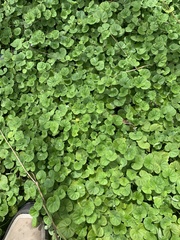 Dichondra repens