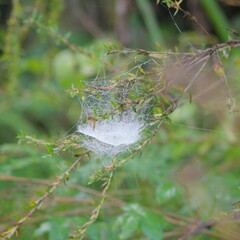 Frontinella pyramitela