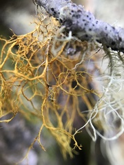 Teloschistes flavicans