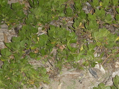 Dimorphotheca fruticosa