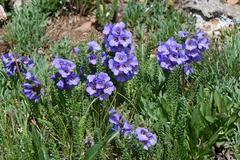 Polemonium confertum