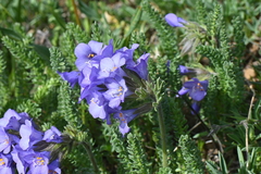 Polemonium confertum