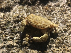Eriphia squamata