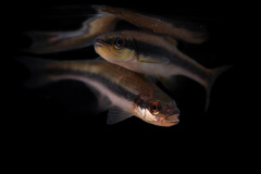 Notropis lutipinnis