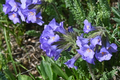 Polemonium confertum