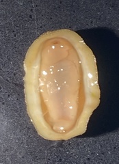 Cyanoplax dentiens