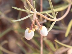 Leichhardtia australis