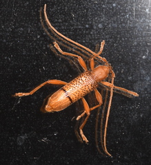 Xuthodes punctipennis