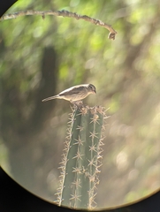 Coryphospingus pileatus