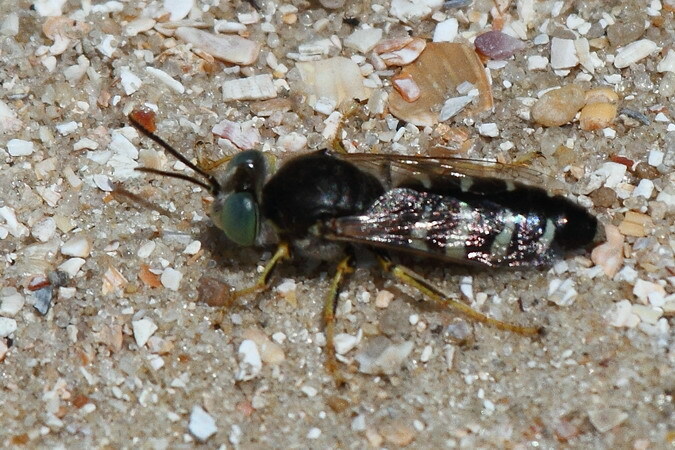 Bembix oculata