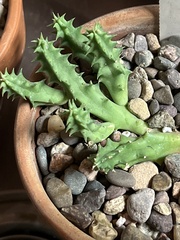 Huernia