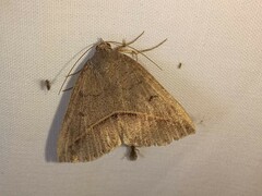 Argyrostrotis flavistriaria