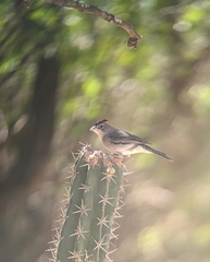 Coryphospingus pileatus