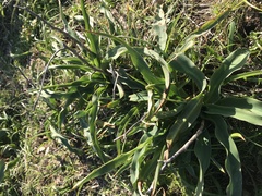 Chlorogalum pomeridianum