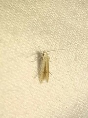 Limnaecia phragmitella